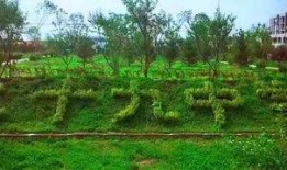 德惠松柏最新爆料,揭秘行业最新动态与趋势