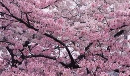 樱花最新更新爆料网站,网站更新揭秘新功能与亮点